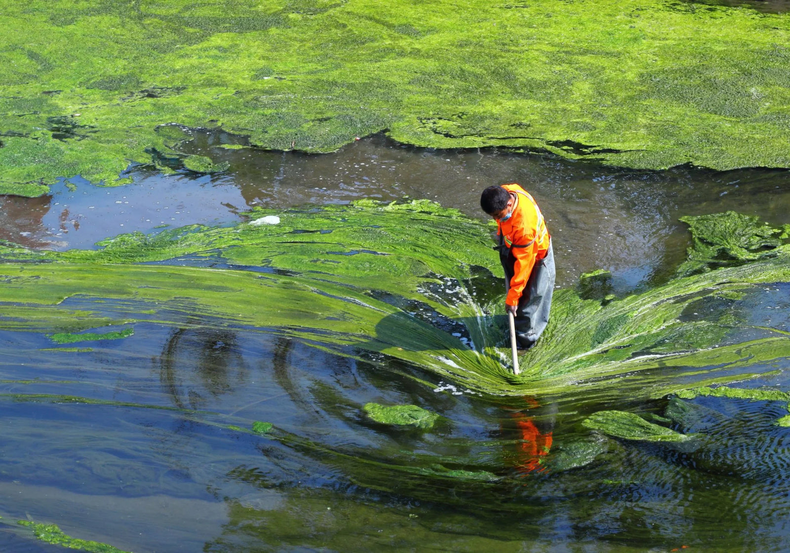 Spirulina: More Than a Superfood — A Catalyst for Empowerment & Sustainability