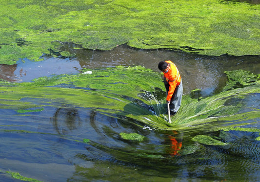 Spirulina: More Than a Superfood — A Catalyst for Empowerment & Sustainability