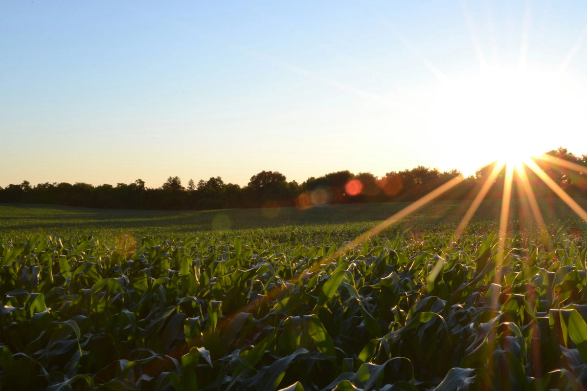 Sun Safety & Skin Health Benefits of Spirulina & Chlorella