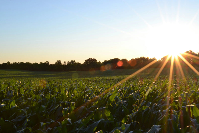 Sun Safety & Skin Health Benefits of Spirulina & Chlorella