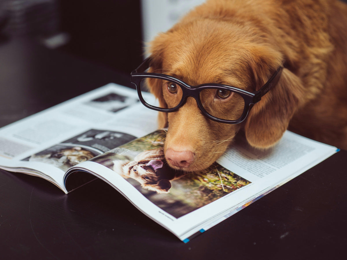 Spirulina and Chlorella: Superfoods for Pets (and You)