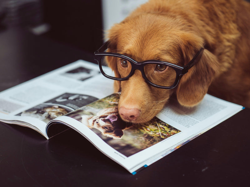 Spirulina and Chlorella: Superfoods for Pets (and You)