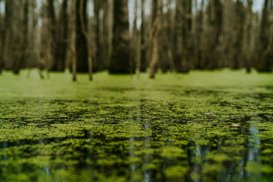 Why Algae Tablets Are Among the Most Sustainable Superfoods for the Planet